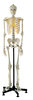 Künstliches Homo-Skelett QS 10